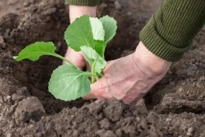 как сажать капусту в открытый грунт рассадой