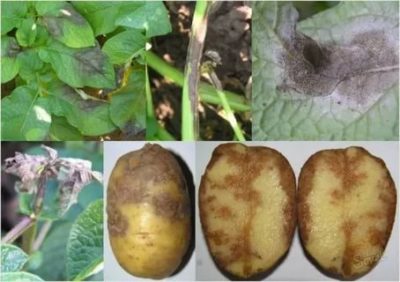 борьба с фитофторозом картофеля