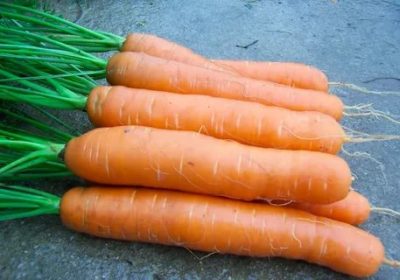 сорта моркови для ленинградской области