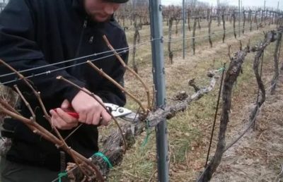 уход за виноградом весной в ростовской области