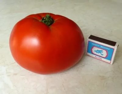 лучшие сорта томатов для черноземья