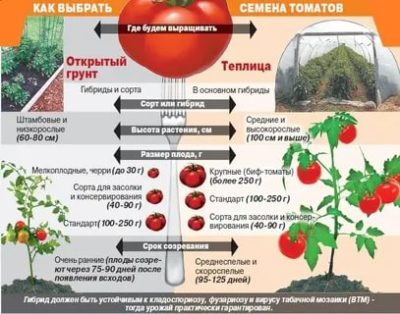 на какую глубину сажать семена помидор