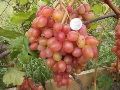 сорт винограда румба