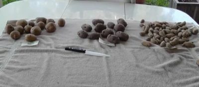 подготовка семян картофеля к посадке